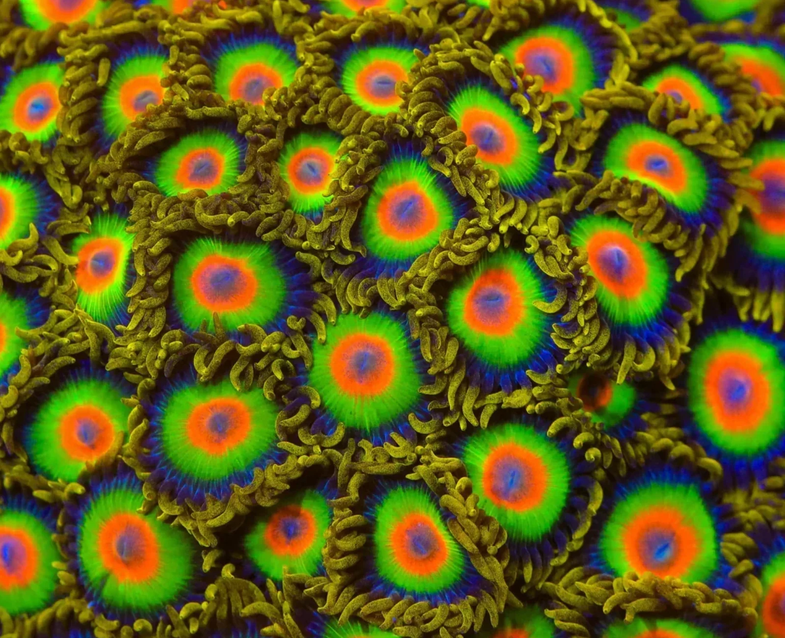 Rasta zoanthid colony